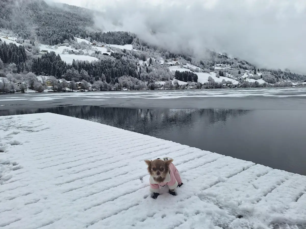 Hund im Wintermantel auf dem verschneiten Steg