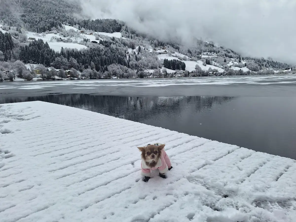 Spuren im Schnee - der Hund geht voraus